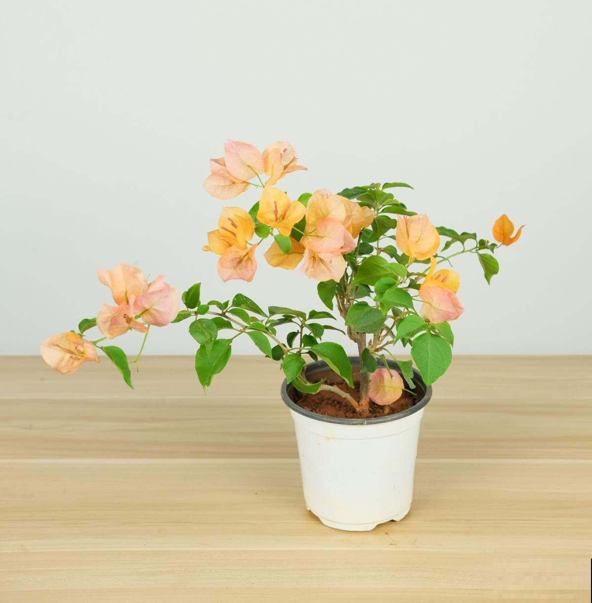 高人气三角梅,教你5步,摆脱只会买不会养 高人气三角梅,教你5步,摆脱只会买不会养