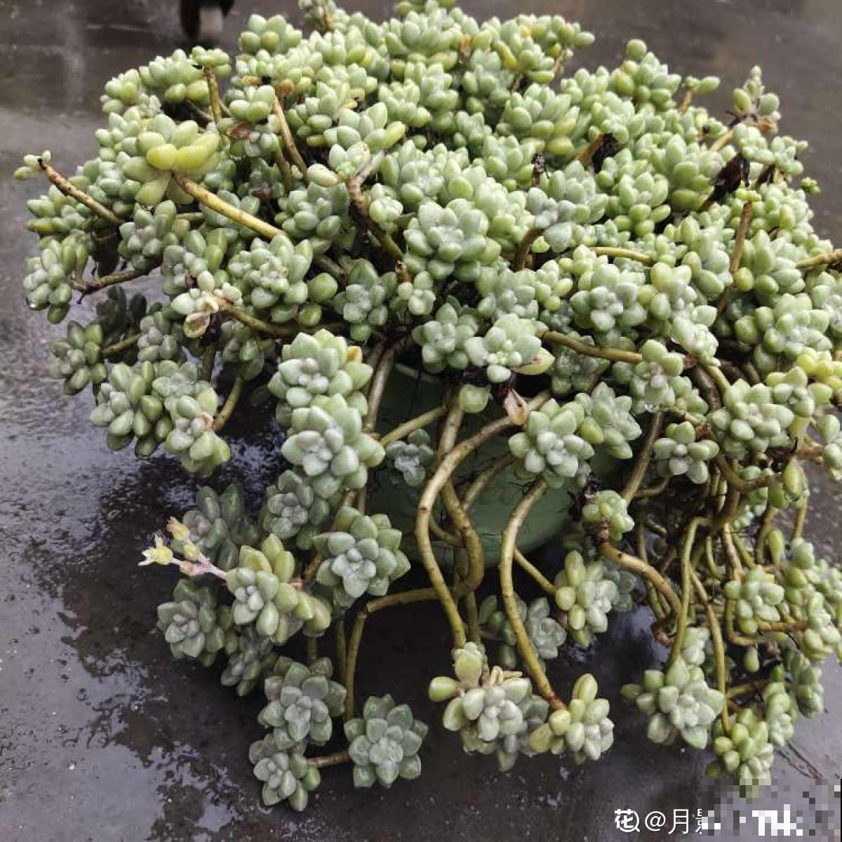 现在养多肉要注意4要点,别让多肉熬过夏天,却死在秋天 现在养多肉要注意4要点,别让多肉熬过夏天,却死在秋天