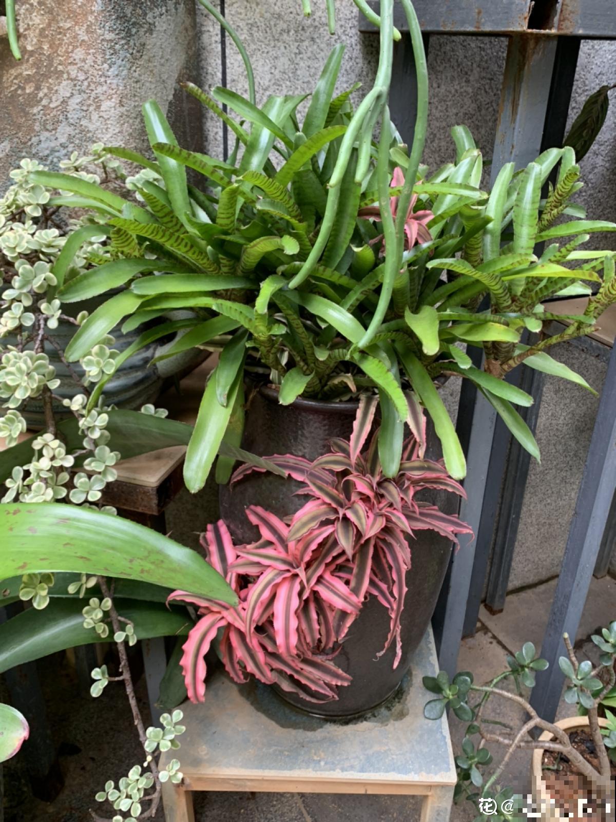 老两口花了一辈子积蓄,买了个郊区别墅养花,住了两年后悔了 老两口花了一辈子积蓄,买了个郊区别墅养花,住了两年后悔了