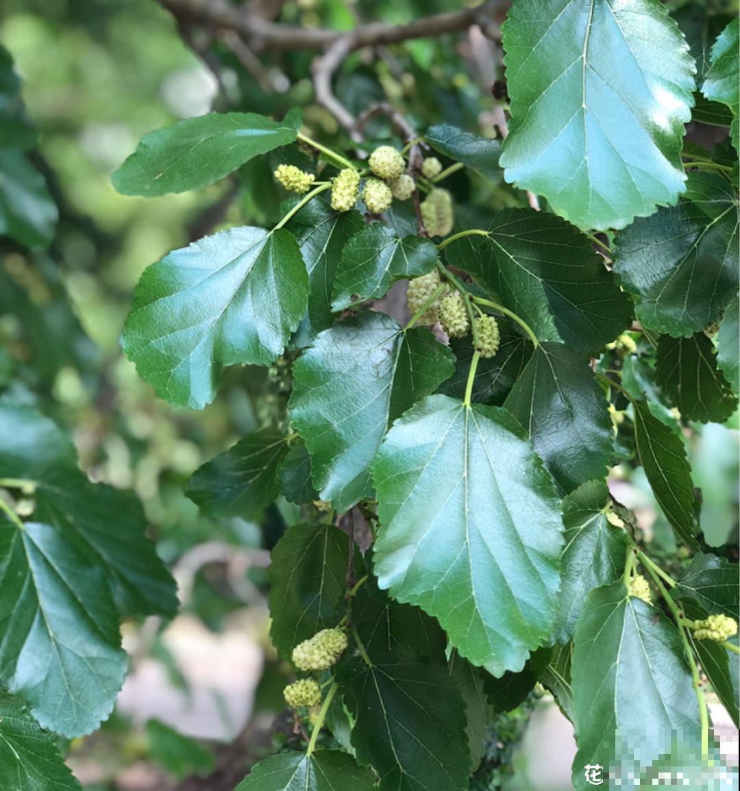 前不栽桑，后不栽柳，院中不种“鬼拍手”，是迷信还是智慧？