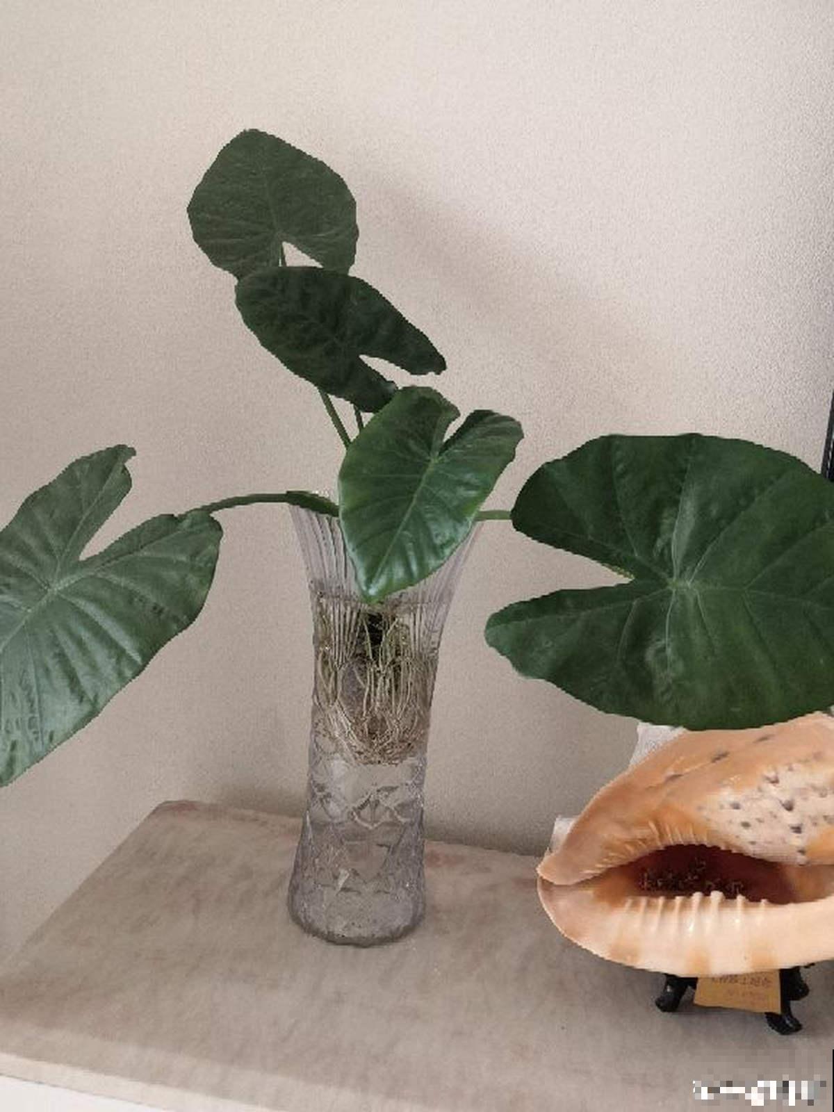 增加养花幸福感的“伴侣”，这3种必不可少，很容易就买到