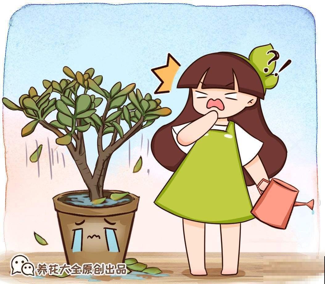 家里养花长不好？看好5个要点，小白也能把花养好看