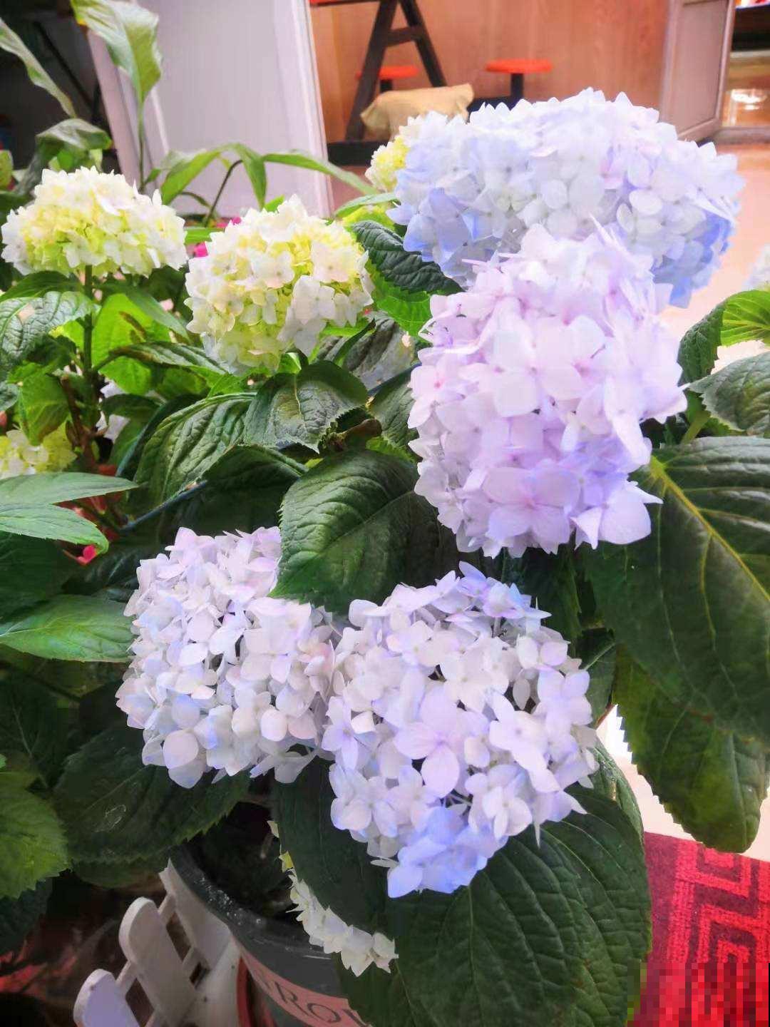 100种常见花,今天终于知道叫什么名了,建议收藏 100种常见花,今天终于知道叫什么名了,建议收藏