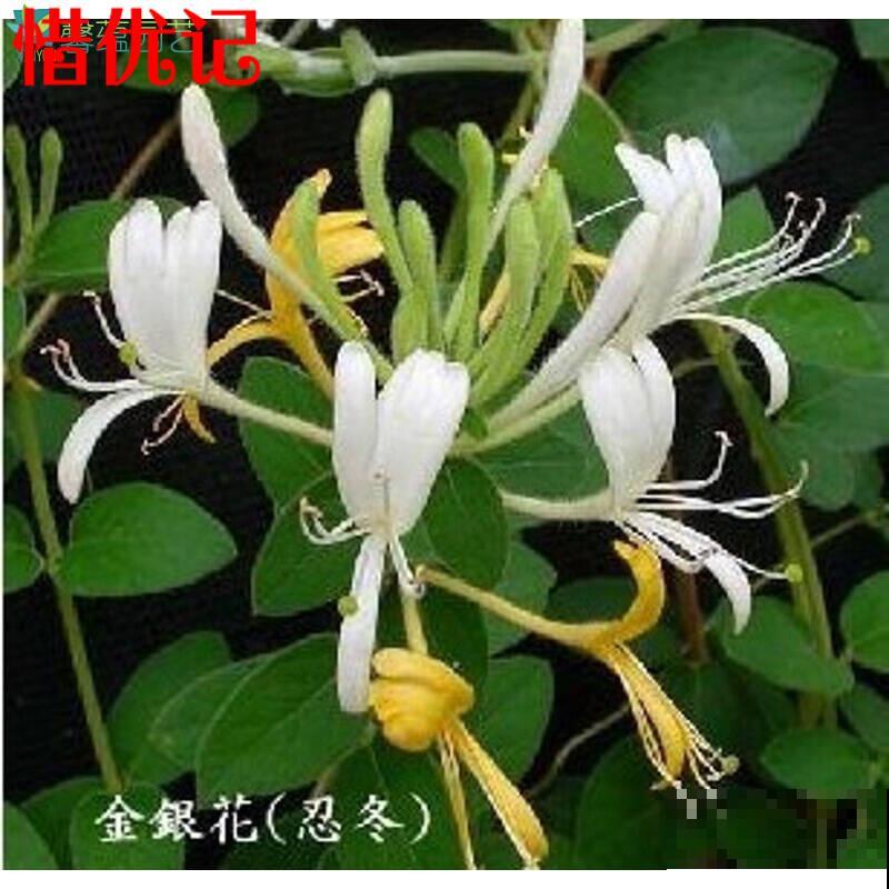 家里养盆金银花，掌握4点养护，简单养好金银花