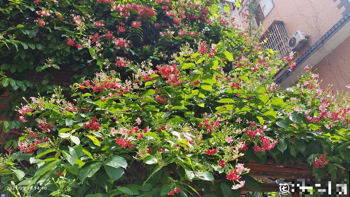 老两口花了一辈子积蓄,买了个郊区别墅养花,住了两年后悔了 老两口花了一辈子积蓄,买了个郊区别墅养花,住了两年后悔了