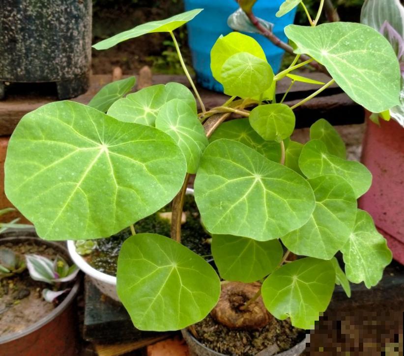 外观像土豆的“山乌龟”,模样虽然丑,却能养成绿窗帘 外观像土豆的“山乌龟”,模样虽然丑,却能养成绿窗帘