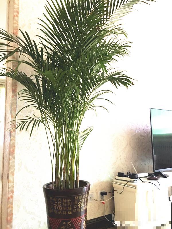 大叶子耐阴花，室内一定养，叶子比脸大，真凉快