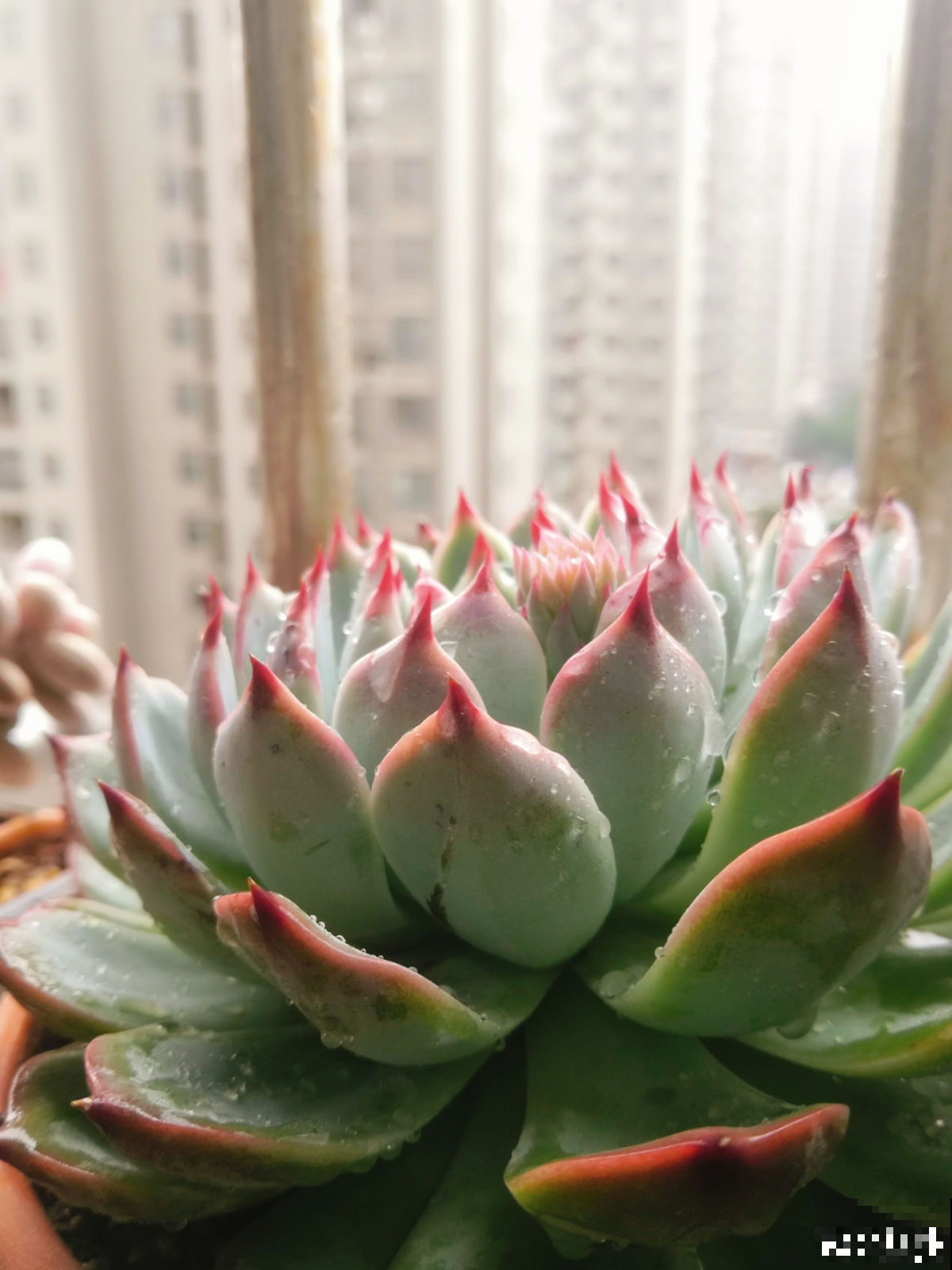 看似好养的多肉,办公室屡见不鲜,可有4个禁忌,不注意也会养废 看似好养的多肉,办公室屡见不鲜,可有4个禁忌,不注意也会养废