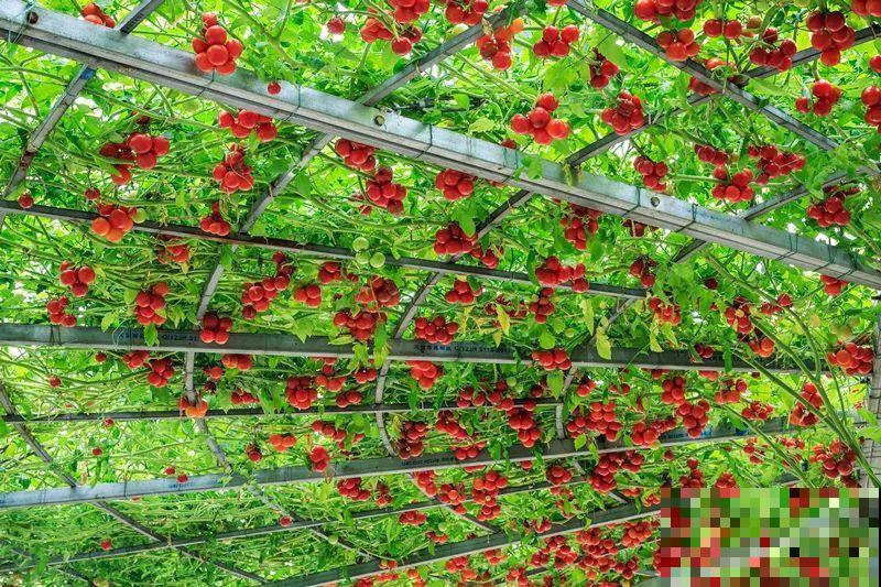 15万块钱的一个蜜瓜，到底有多好吃？