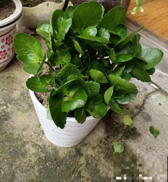 有7种花,冬天卖得最好,想度夏还要费点心 有7种花,冬天卖得最好,想度夏还要费点心