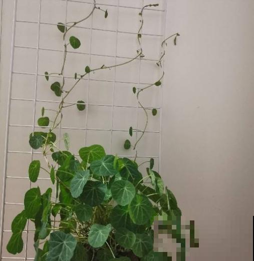 在家养棵爬藤花,开花多,还耐阴,适合新手 在家养棵爬藤花,开花多,还耐阴,适合新手