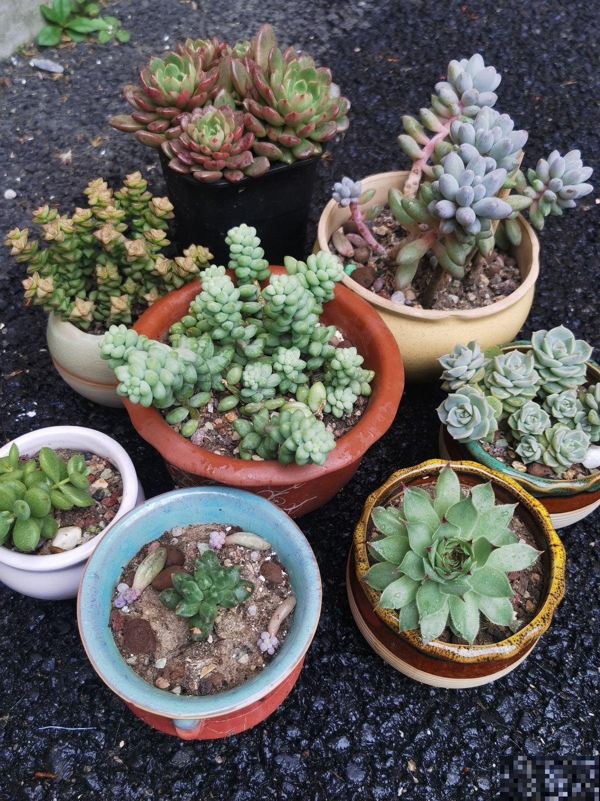 夏天超过30℃，再不给花降温，全都热死了