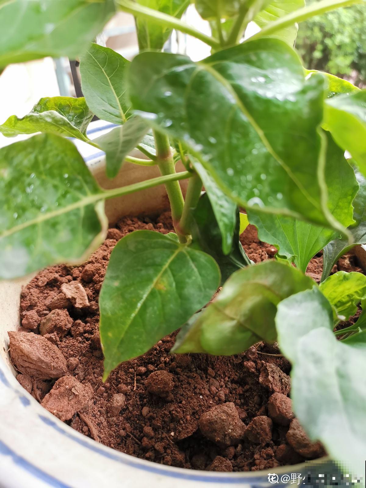 土壤里长出“白毛毛”，别犹豫，赶紧换盆，不然花很快死翘翘