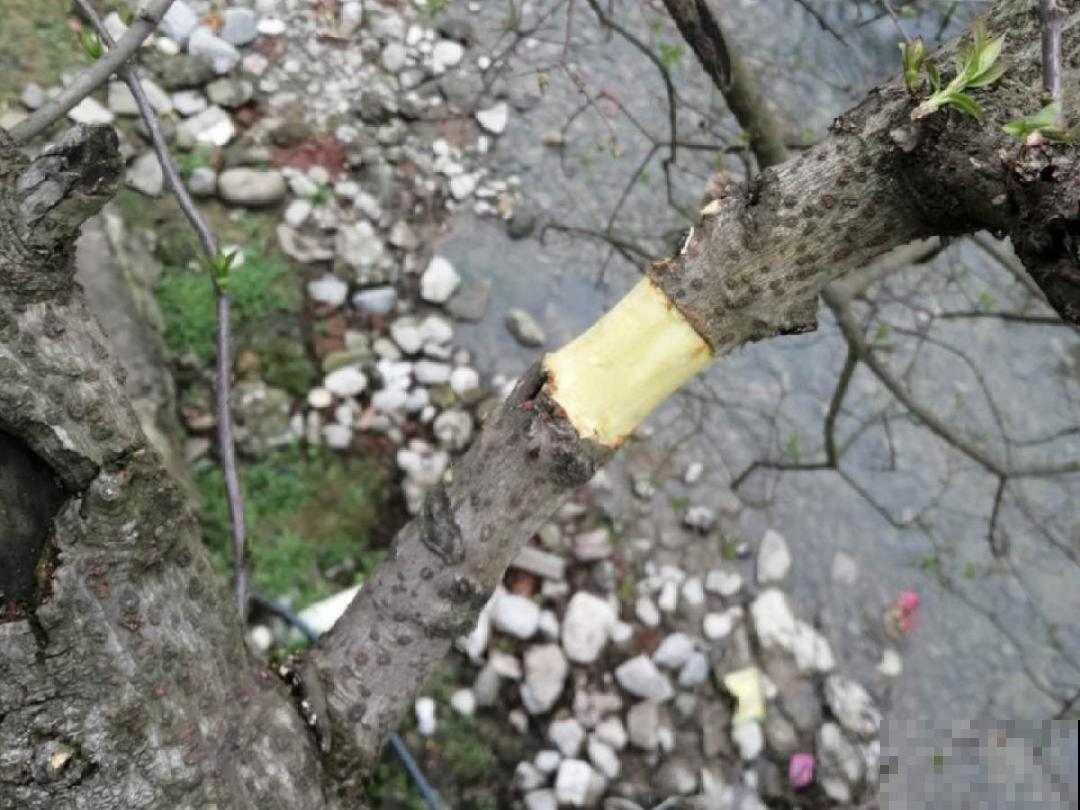 8月后，6种花别修剪，小心以后不开花