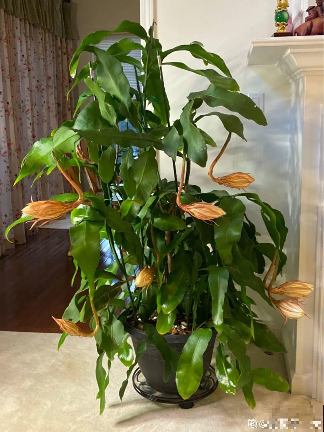 专挑晚上开的花,爱吃肥肉喝废油,开花艳压群芳 专挑晚上开的花,爱吃肥肉喝废油,开花艳压群芳