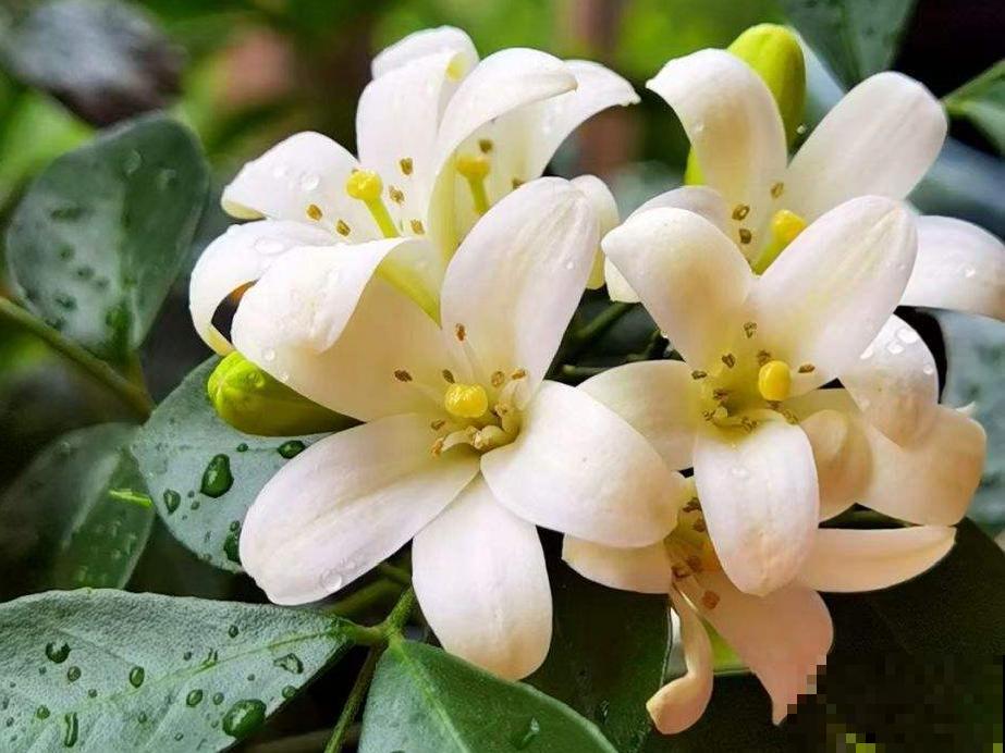 活的“香水花”，夏天一直开，满院子都是花香