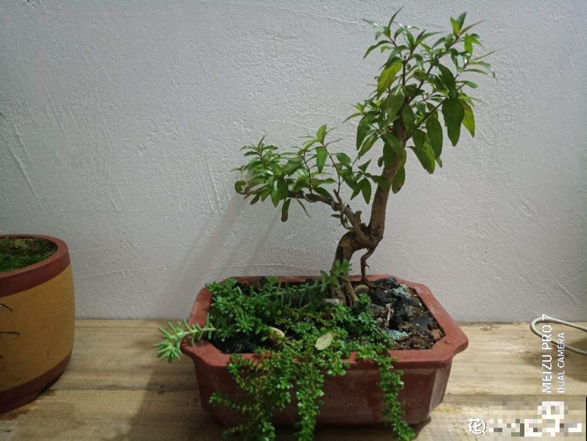 杨梅加“水”，就能做盆景，5个步骤，打造高雅水杨梅盆景