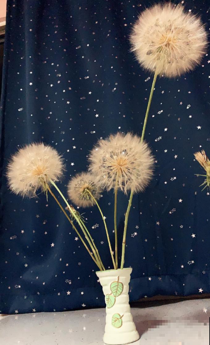 水塘边长出的“烤肠”,原来叫香蒲,毛茸茸特好玩 水塘边长出的“烤肠”,原来叫香蒲,毛茸茸特好玩