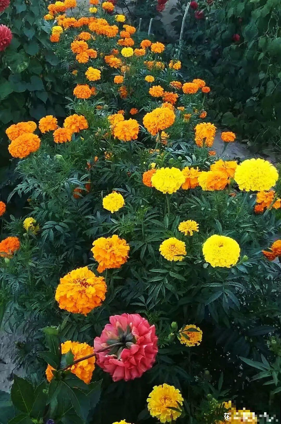 江西无蚊村,种满“驱蚊树”,一年四季没蚊子 江西无蚊村,种满“驱蚊树”,一年四季没蚊子