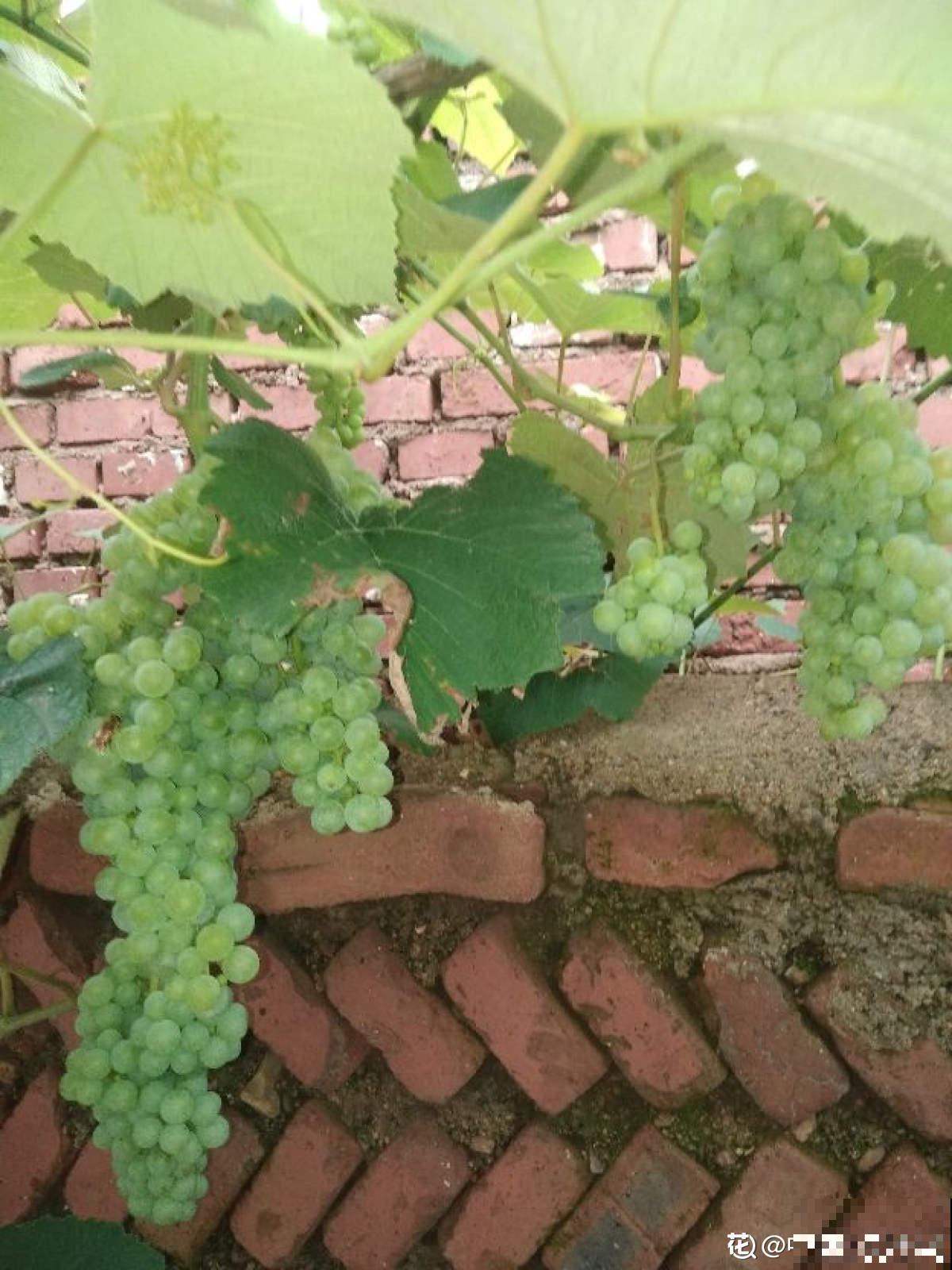 一棵葡萄树，做成天然遮阴棚，养殖省力又好打理