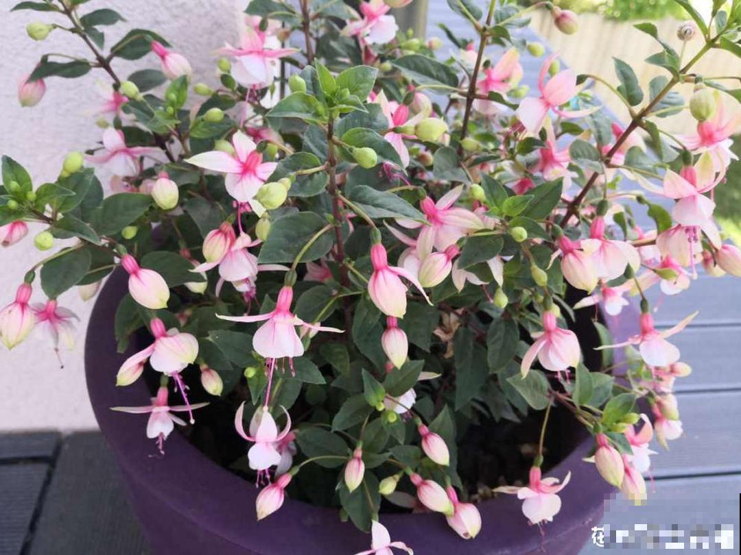 倒挂金钟长成一棵树，年年都开花，咋养的？