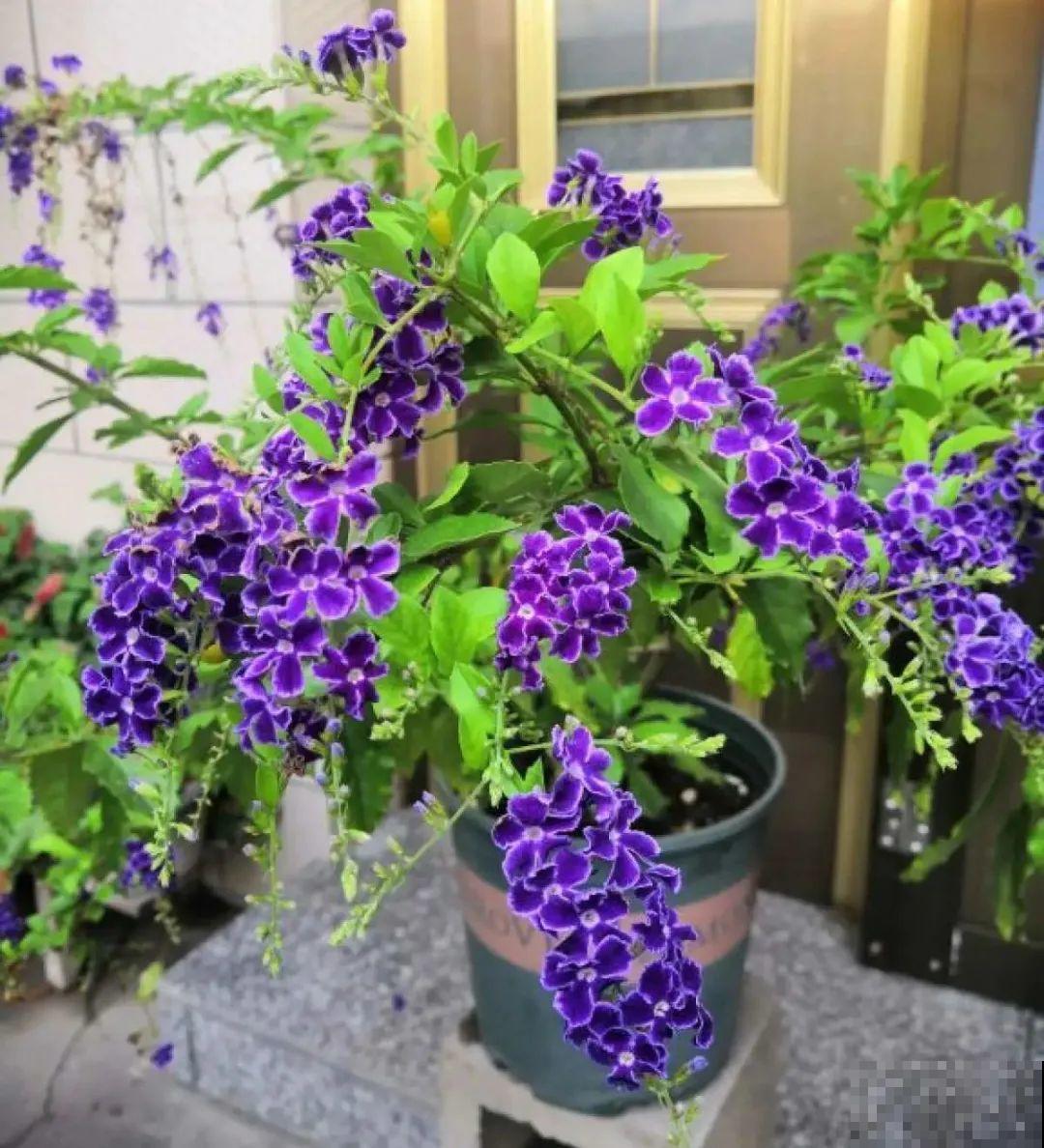 8种花名字里带金,听着就富贵,赶紧养一盆 8种花名字里带金,听着就富贵,赶紧养一盆