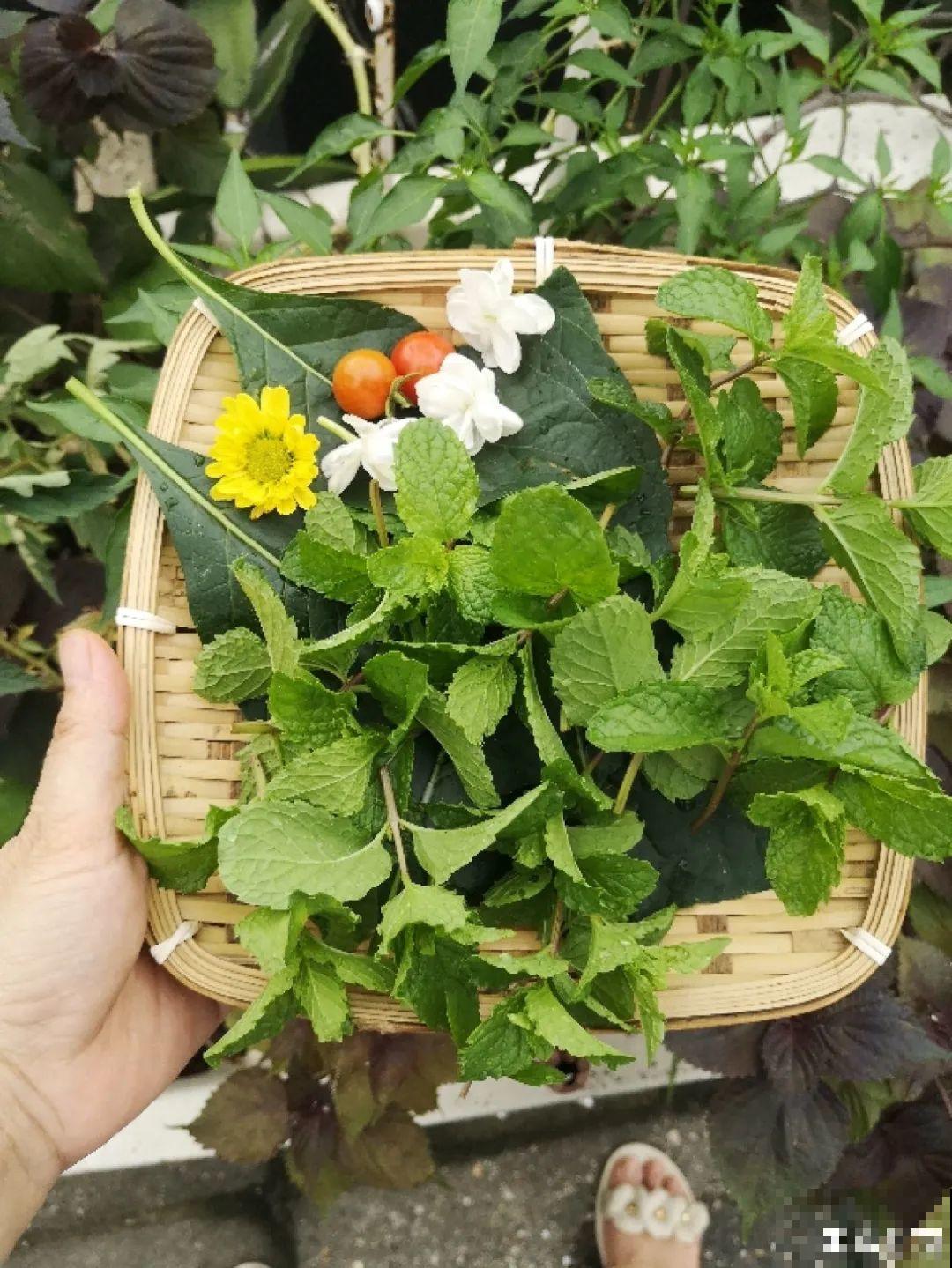 8种花，越热越扦插，大白根呼呼冒