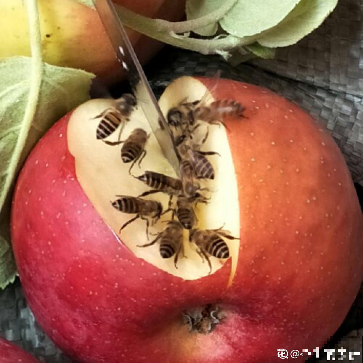 各个省份的代表水果，你家乡的特色水果是什么？