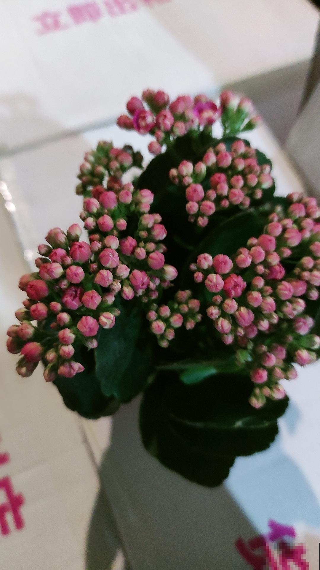 家里有老人，就养4种“寿星花”，好养活寓意好