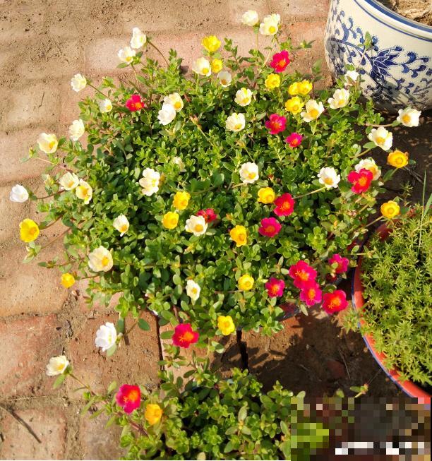 太阳花花期短，只需6步养护方法，让太阳花超长待机