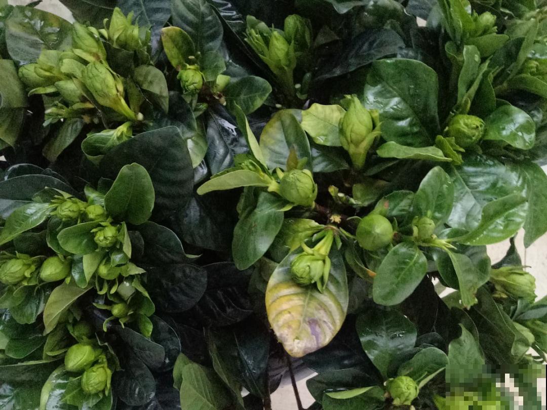 养花“黑名单”实在太难养，心累