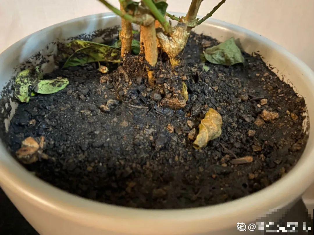 花成了光杆司令，剪一刀撒点药，很快冒新芽