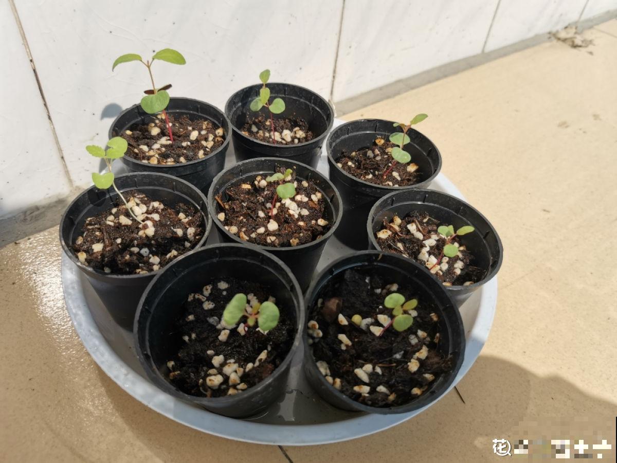 夏天新宠尤加利，养护花样多，土培水培两不误