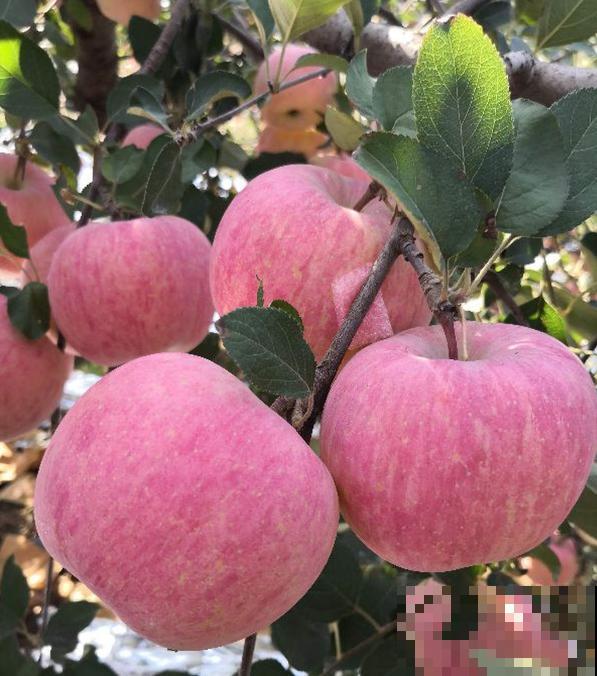 山东也是水果之乡！5种山东特色水果，你吃过几种