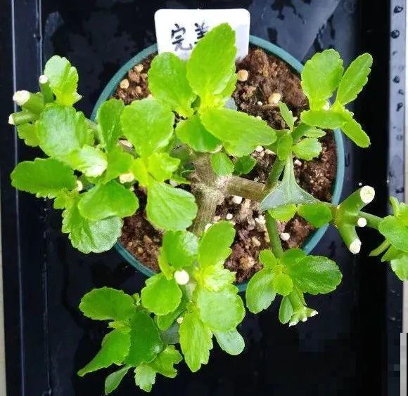 现在给花剪一刀,剪成一个“小平头”,呼呼冒芽爆盆 现在给花剪一刀,剪成一个“小平头”,呼呼冒芽爆盆