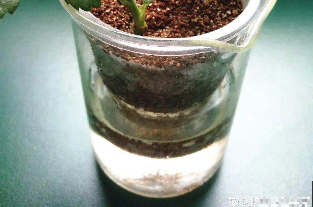 8种花，越热越扦插，大白根呼呼冒