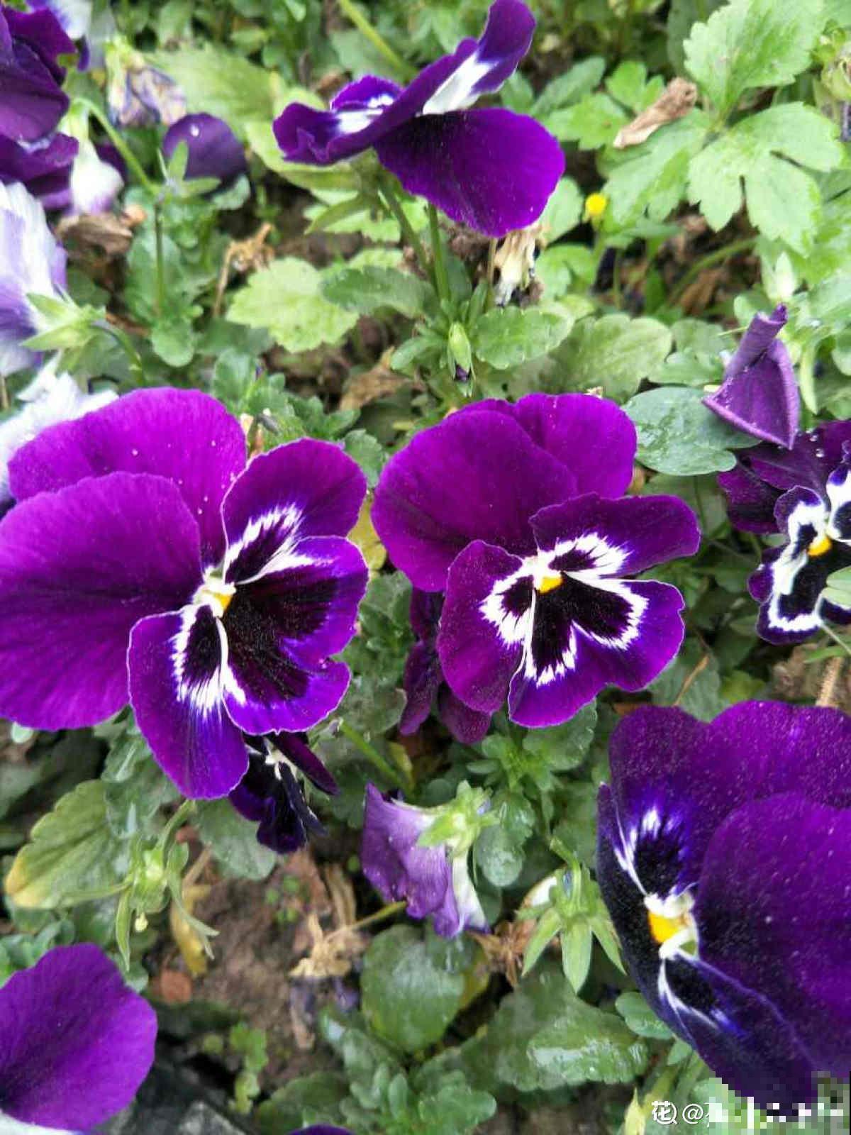 秋天是养草花的季节，12种草花现在播种，俩月就能开花