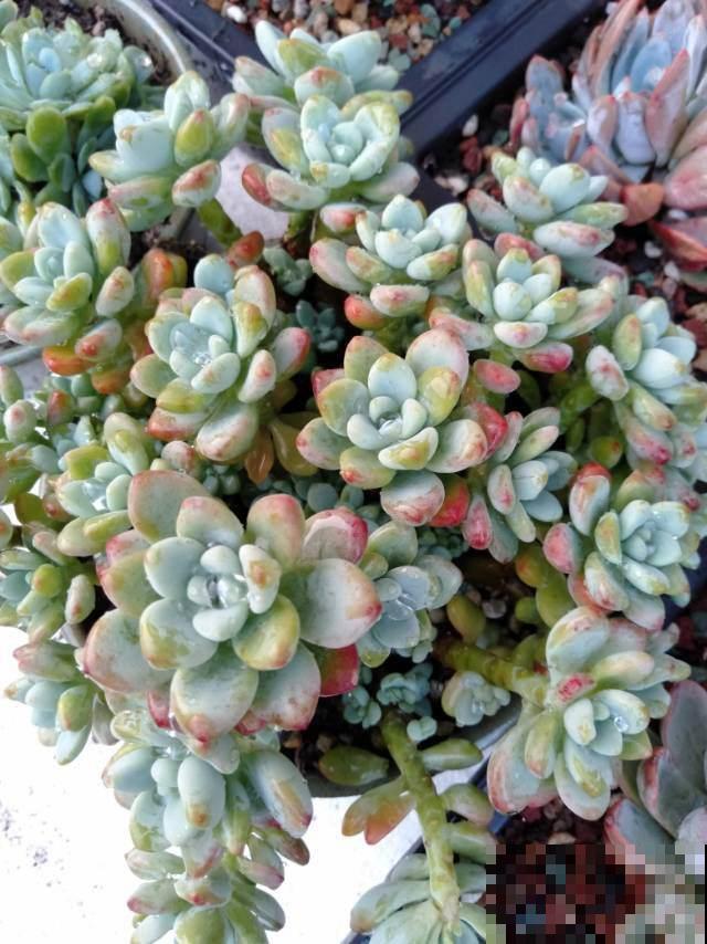 6种多肉，爱爆“小崽芽”，秋天养正合适