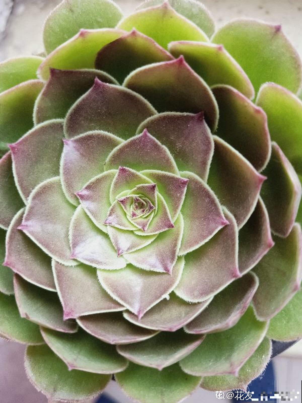 8种超美多肉,秋天抓住时机养,颜值高好养活 8种超美多肉,秋天抓住时机养,颜值高好养活