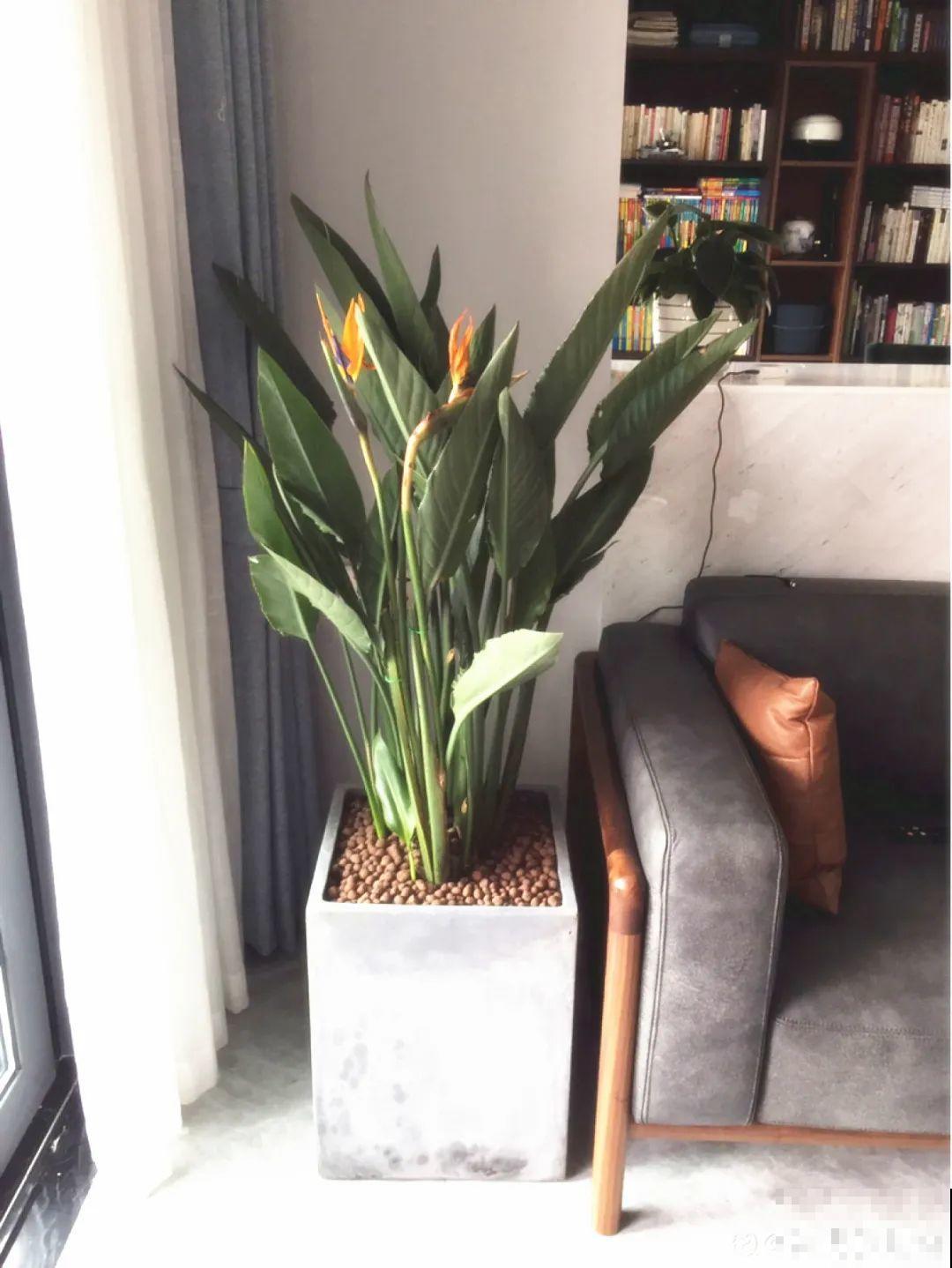 家里养8种花，独特有气质，还有满满安全感