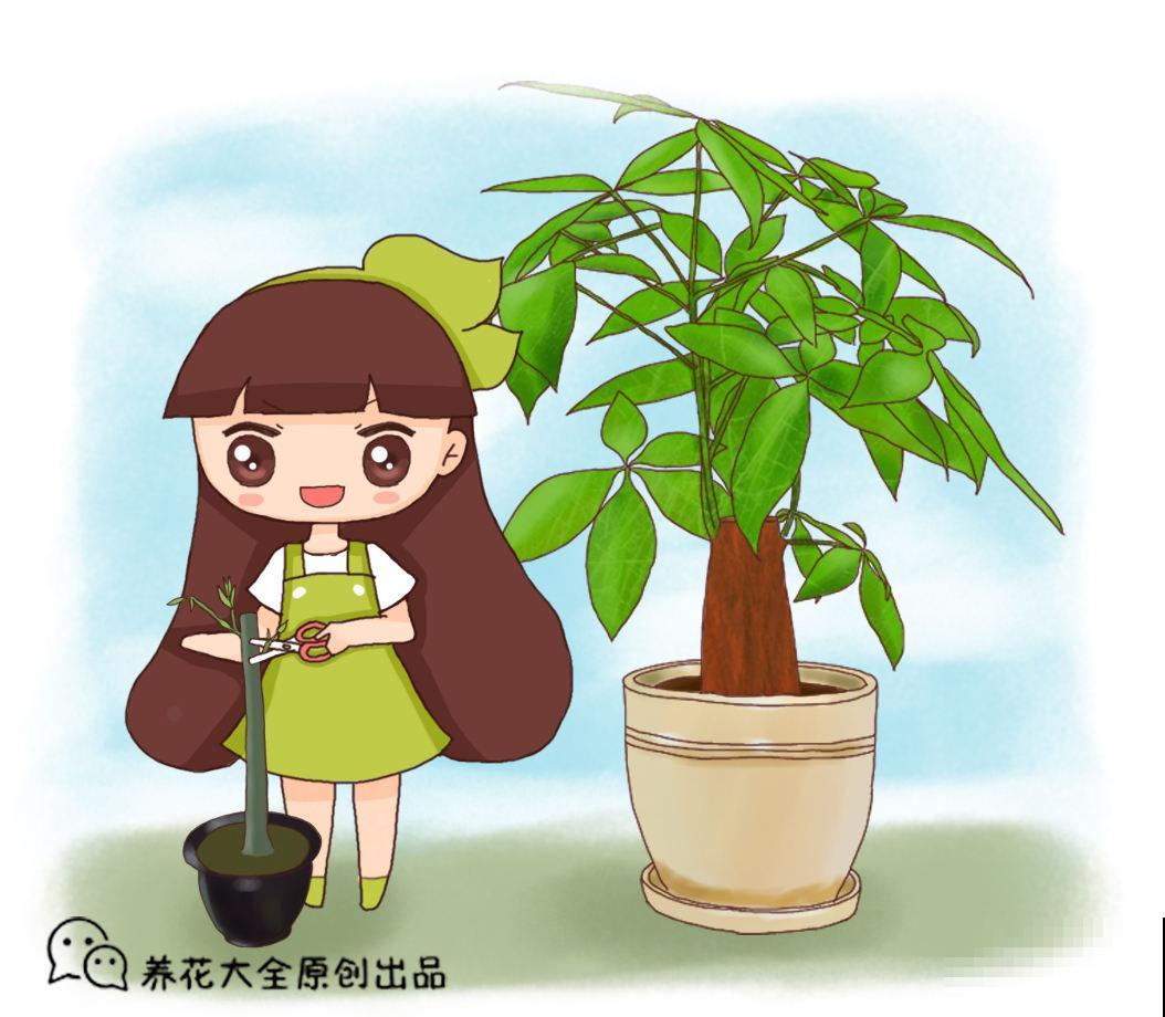 发财树不会剪？修剪工作做得好，整洁又美观