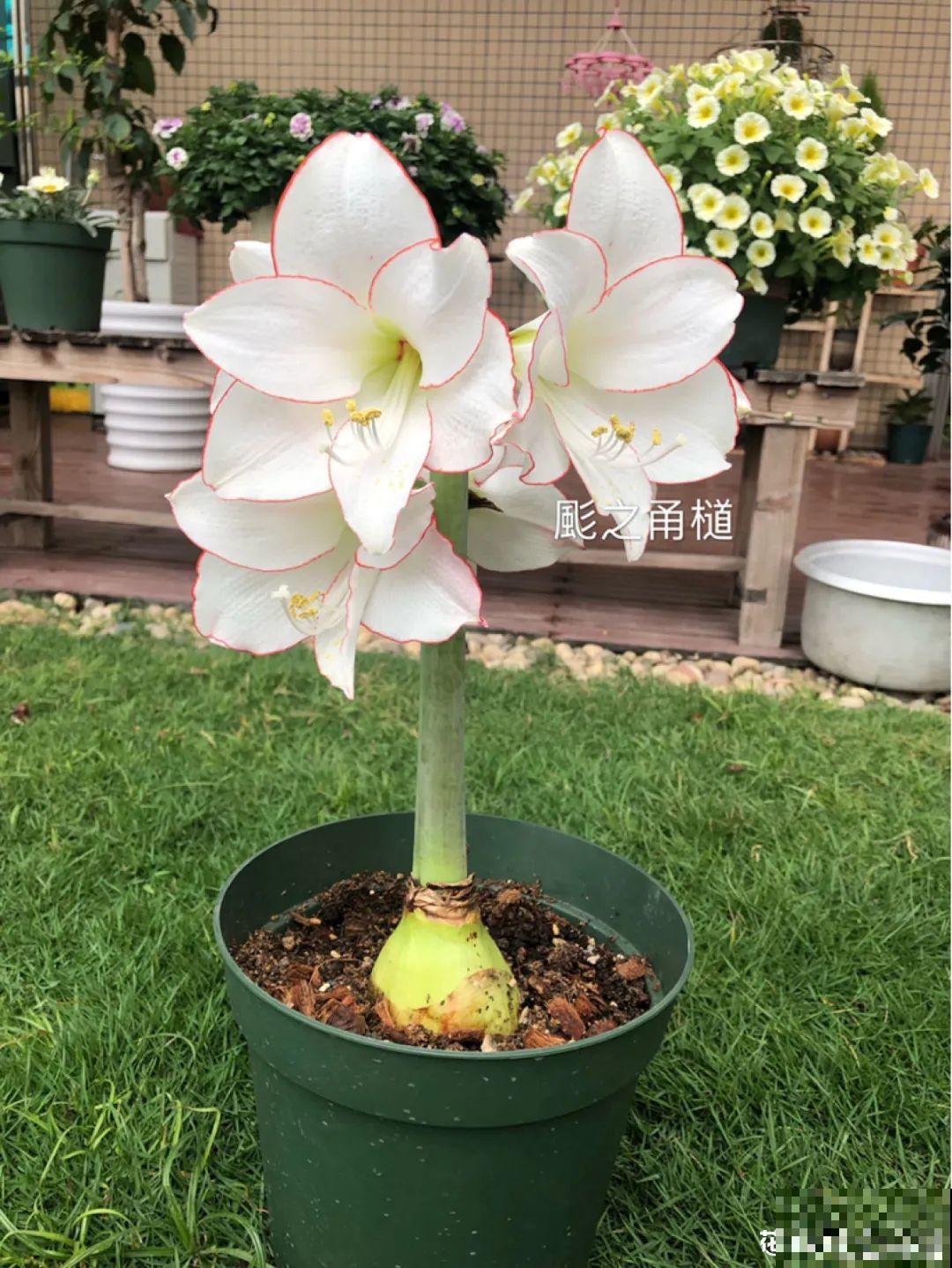 家里养盆朱顶红，开花个个比脸大，牛年养它“注定红”！