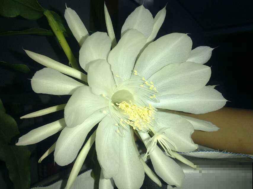 夜晚开放的昙花太美了,拿出相机记录分享,惹众人羡慕 夜晚开放的昙花太美了,拿出相机记录分享,惹众人羡慕