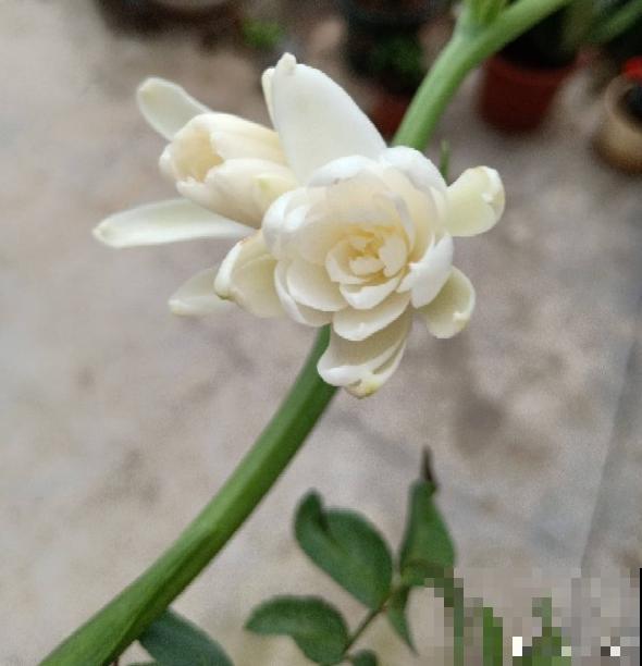 植物界的守夜花，你知道几个？悄无声息做地上“白月光”