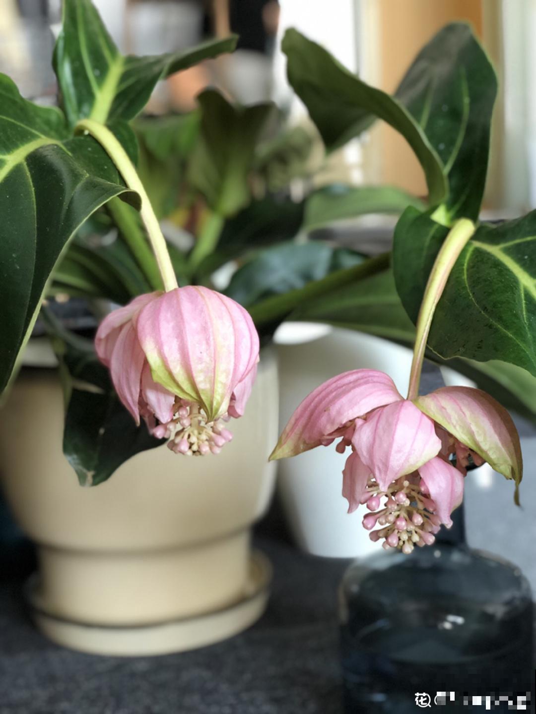 仙气飘飘的花，颜值高、花期长，养一盆不亏