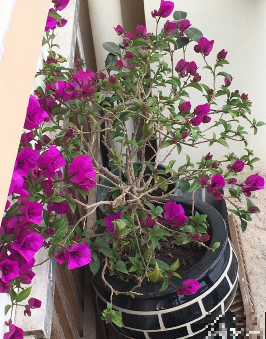 茉莉一长高就剪，别舍不得， 剪对了能快速复花