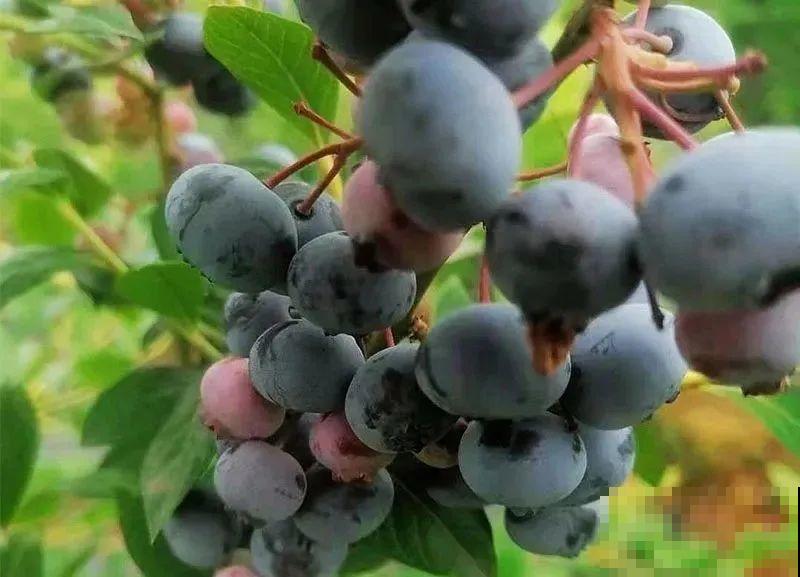 南北方都能养的蓝莓，家里种一棵，果子又大又甜