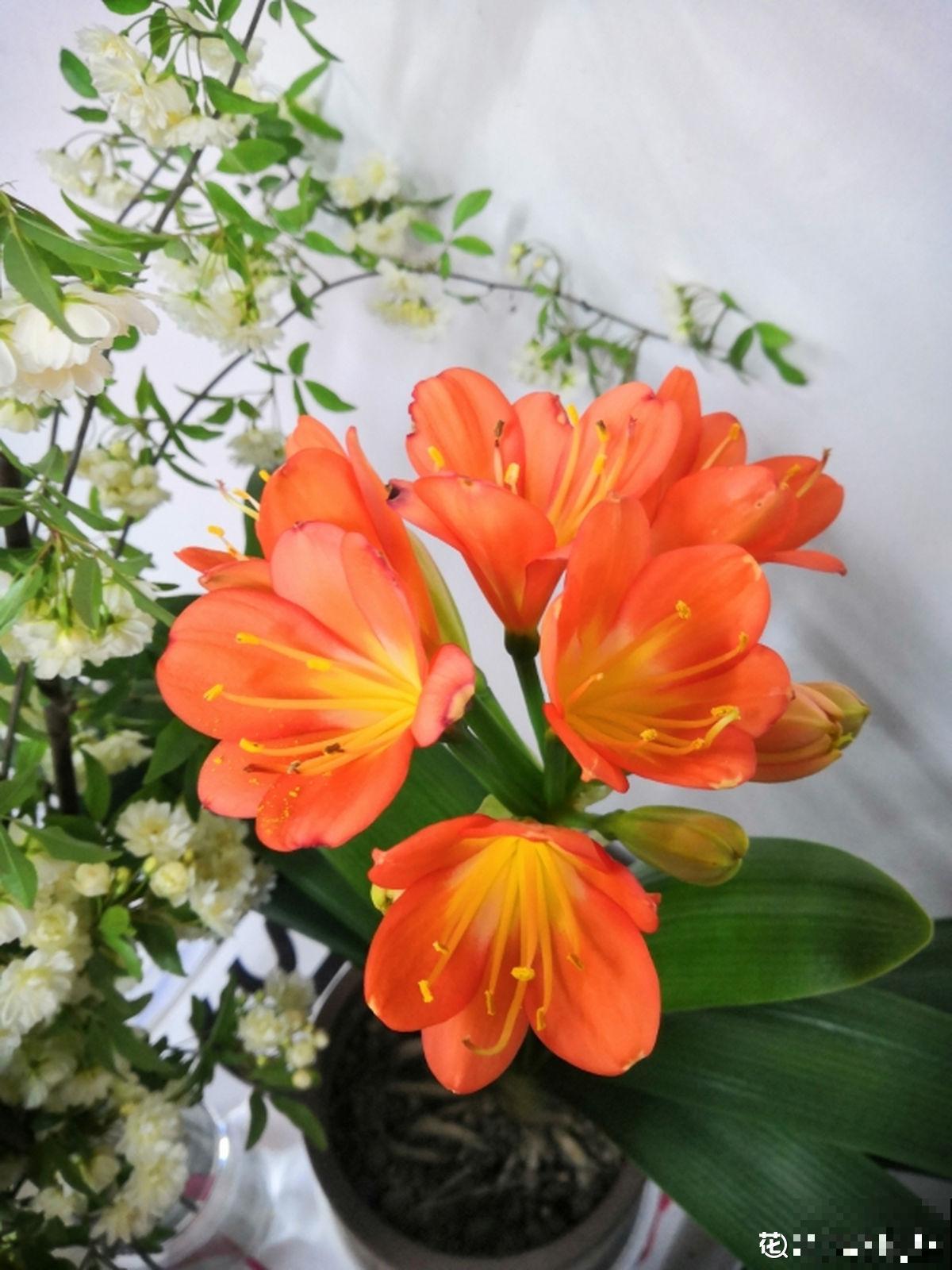 植物中的“老酒鬼”,一天一勺啤酒,叶子油亮花开爆 植物中的“老酒鬼”,一天一勺啤酒,叶子油亮花开爆