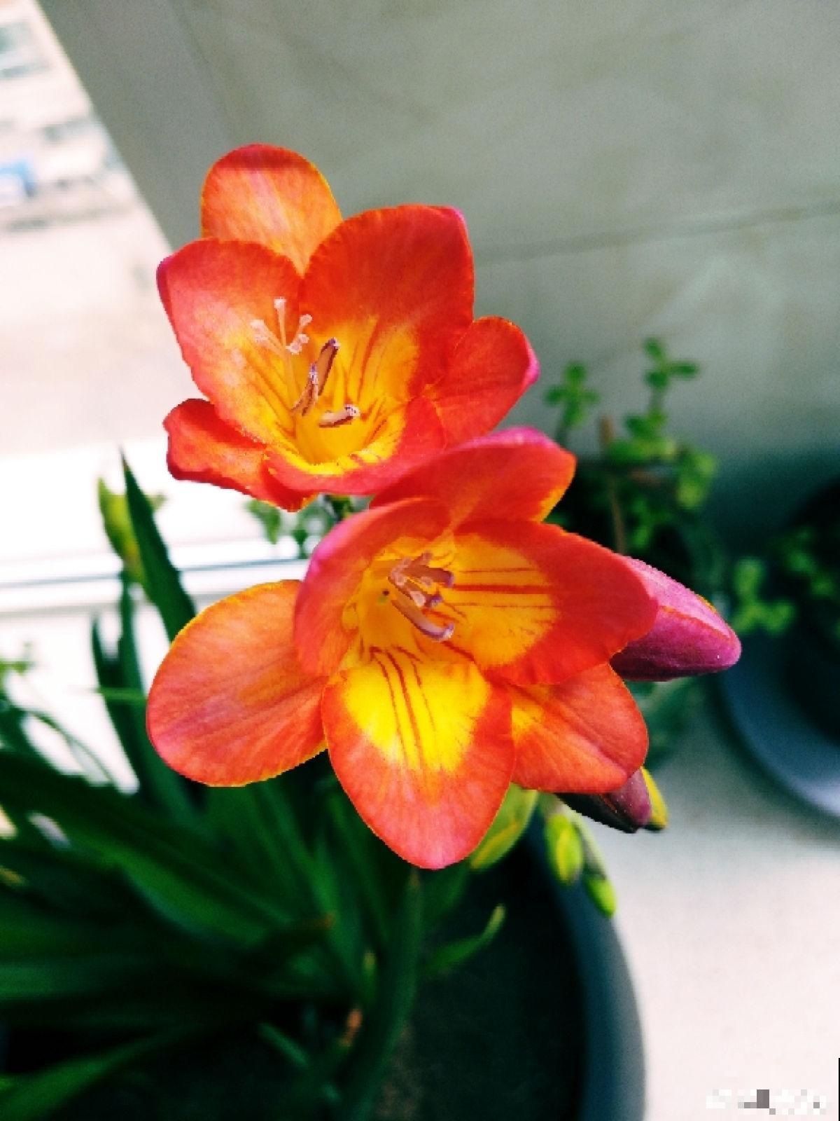 趁着秋天到，赶紧种上3种花，明天春天就能开花