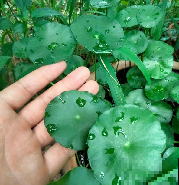 要金钱还是要铜钱，金钱草和铜钱草养哪个最好？